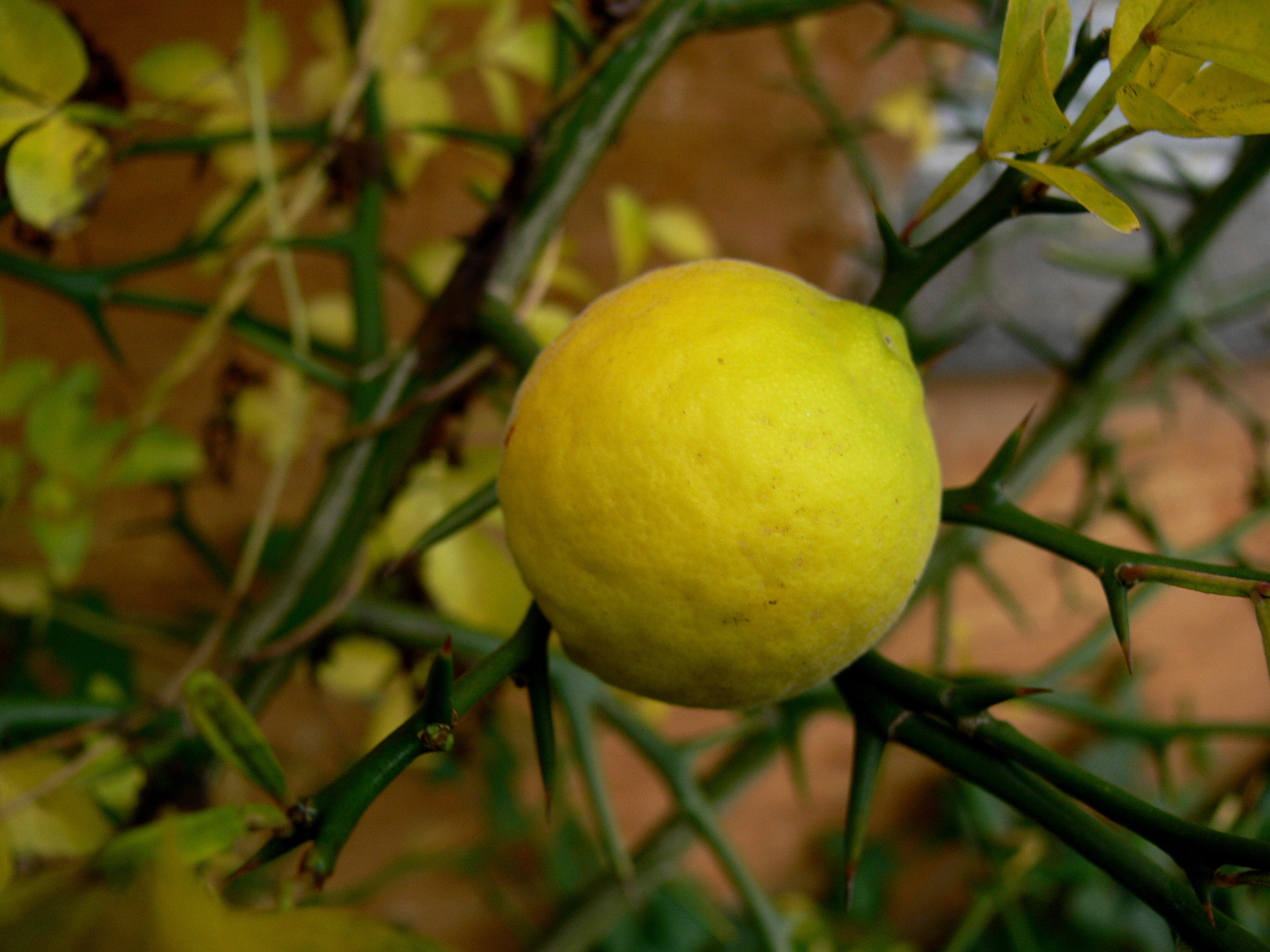 Citrus trifoliata, syn. Poncirus trifoliata - dværgcitron